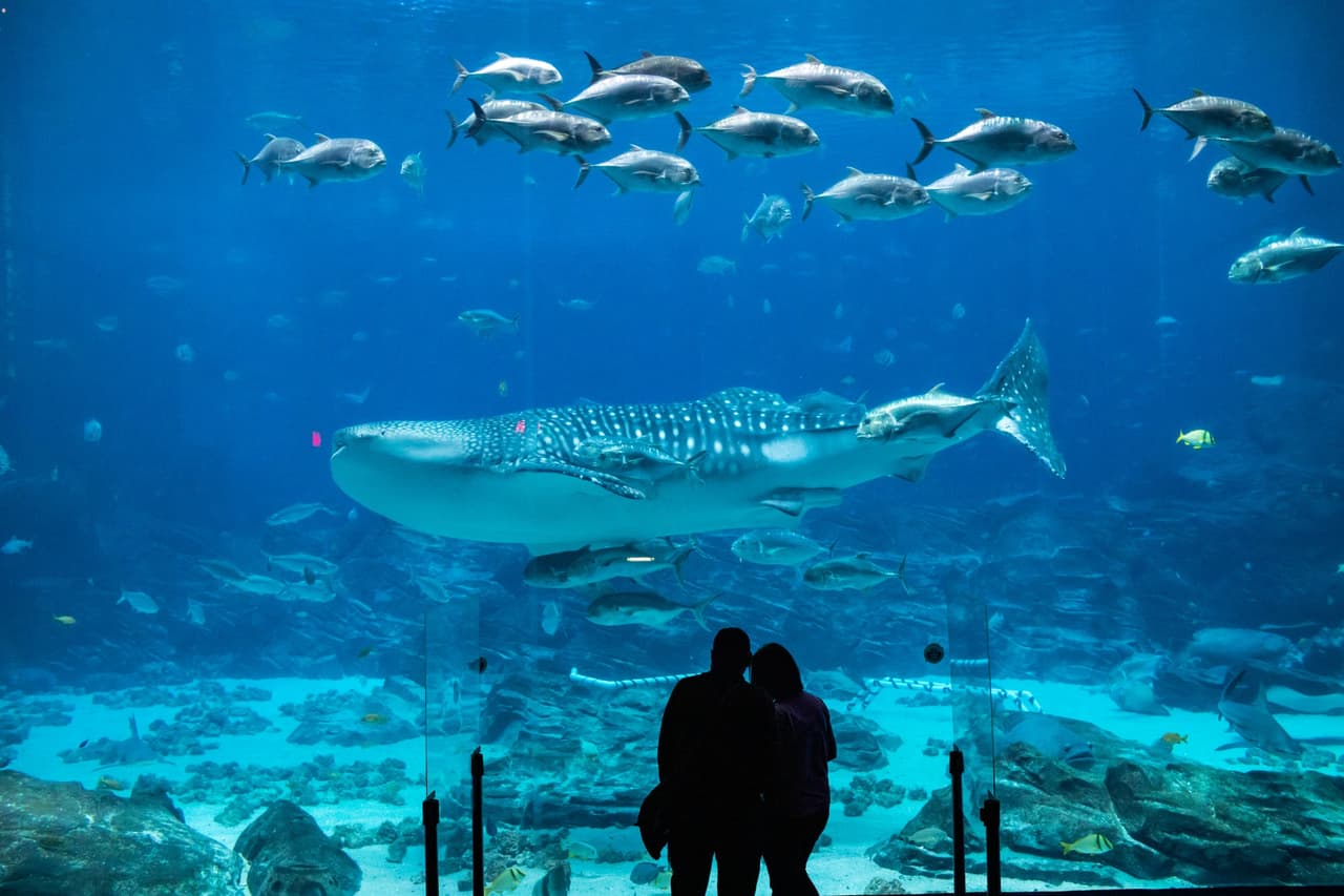 <a href="https://www.georgiaaquarium.org/"><b>Georgia Aquarium</b></a>. Disfruta de una experiencia acuática única en su tipo en el Acuario de Georgia. Descubre las elegantes ballenas beluga, los espectaculares tiburones ballena, los pingüinos juguetones y los animales acuáticos de todo el mundo.