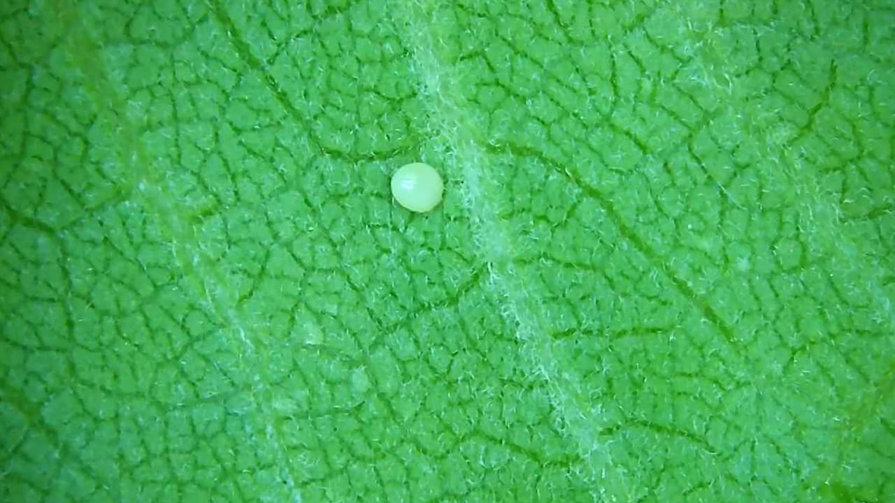Un huevecillo de mariposa monarca en el jardín de Debbie Kostolansky. Los huevecillos se encuentran generalmente debajo de las hojas de la planta de algodoncillo, aunque también pueden estar en los botones de la flor.
