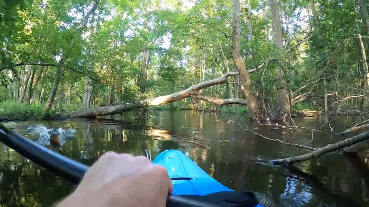Captado en cámara: Un hombre a bordo de un kayak encuentra a un aterrador caimán