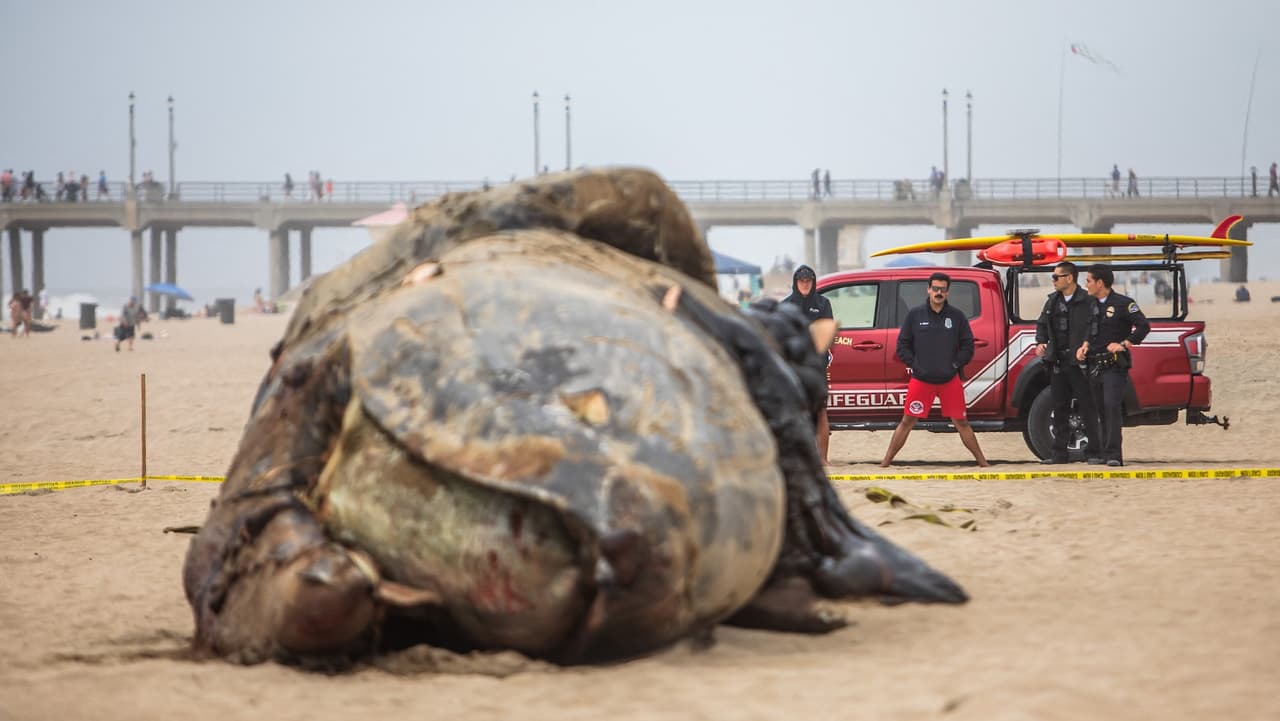 La NOAA explicó que los cadáveres suelen enterrarse sobre la línea de pleamar para evitar que sean descubiertos nuevamente por el oleaje o la erosión de la playa.