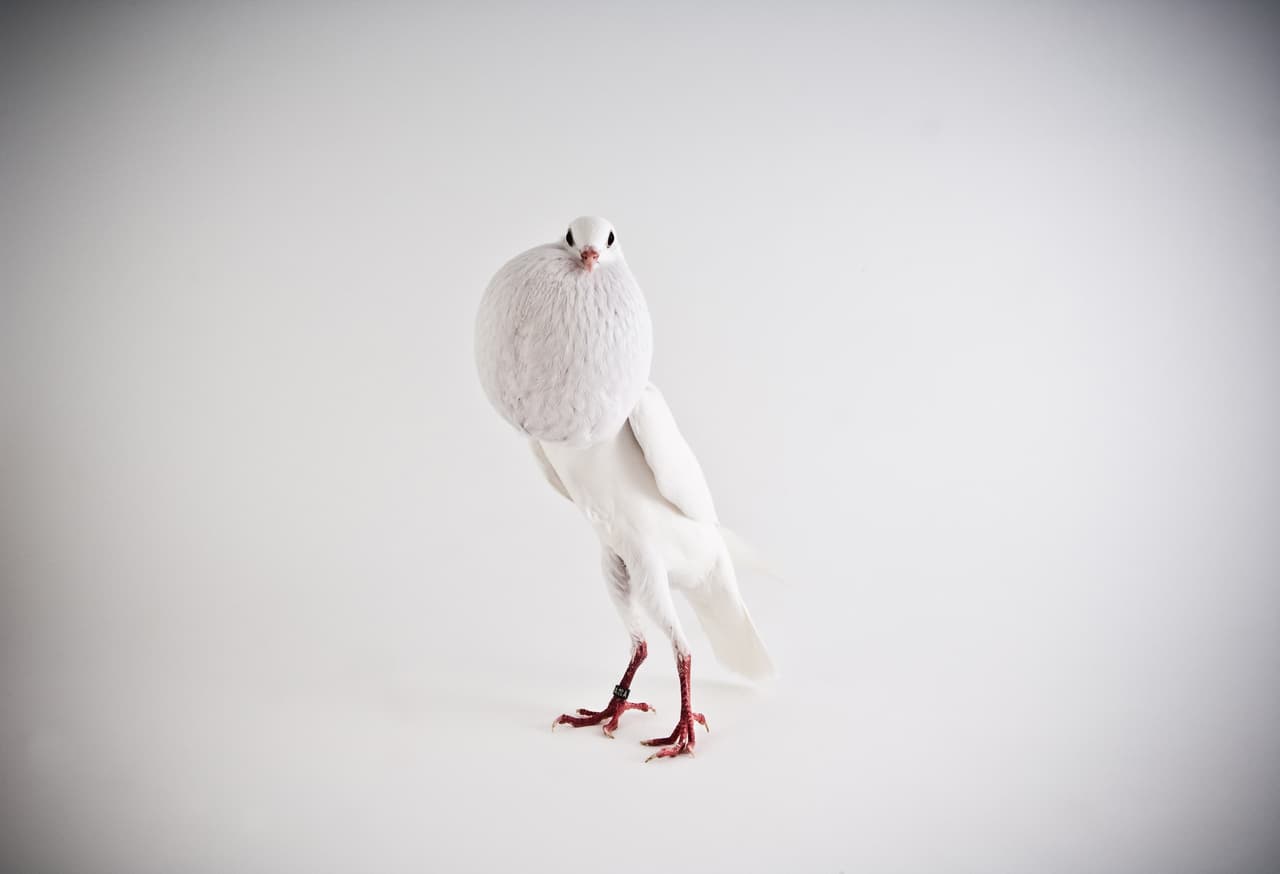 Las aves se colocaron en el ciclorama bajo la luz especial.