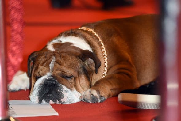 Sin embargo, la fama no es lo suyo y prefirió dormirse.