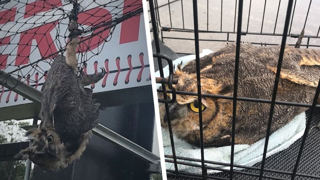 Rescatan a lechuza atrapada en una red de un estadio de béisbol en Morehead