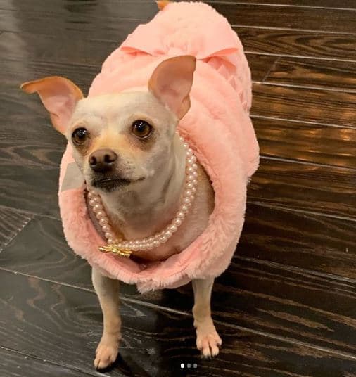 En su perfil de Instagram, la perrita Baguette cuenta con más de 23 mil seguidores, con quienes compartió imágenes de esta celebración.