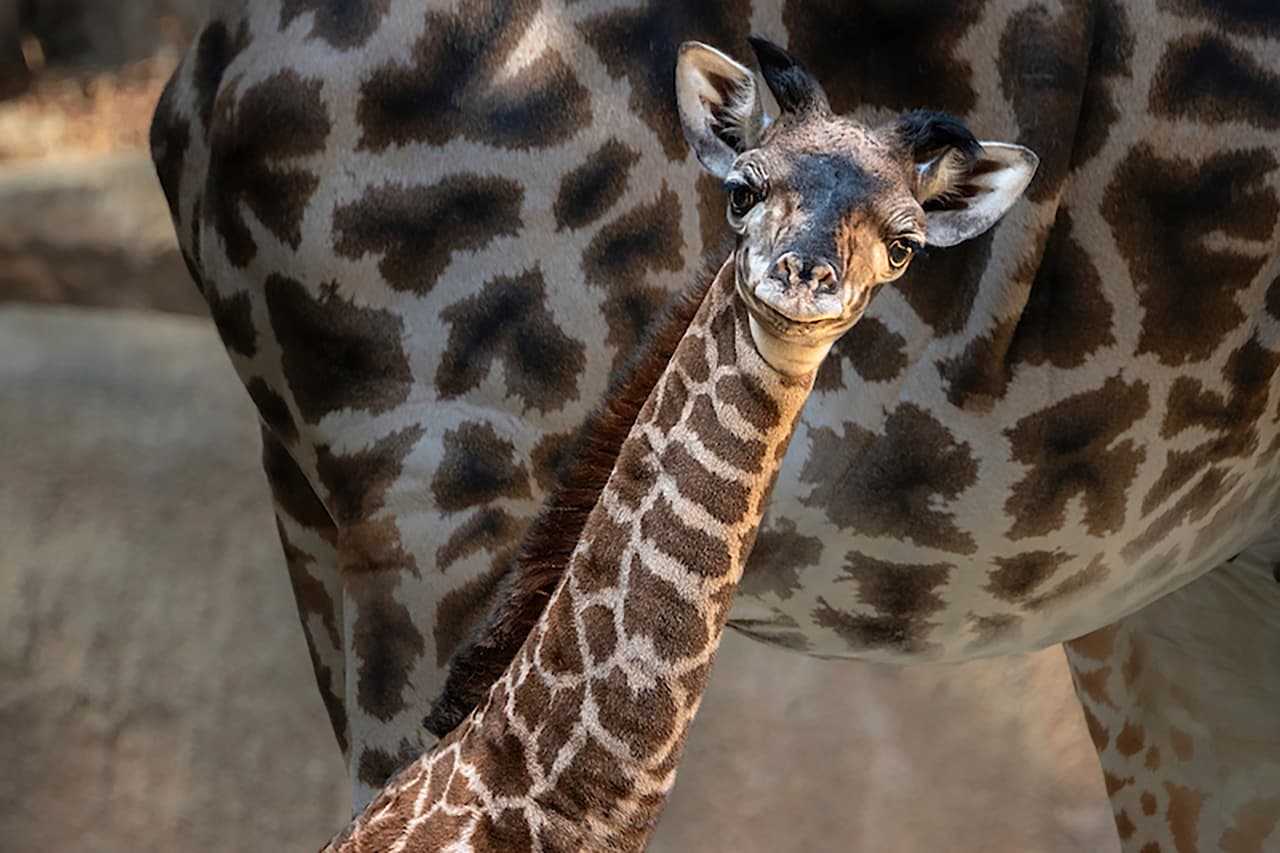 Una jirafa de la especie Masai nació el sábado 5 de octubre de 2019 en el zoológico de Los Ángeles.