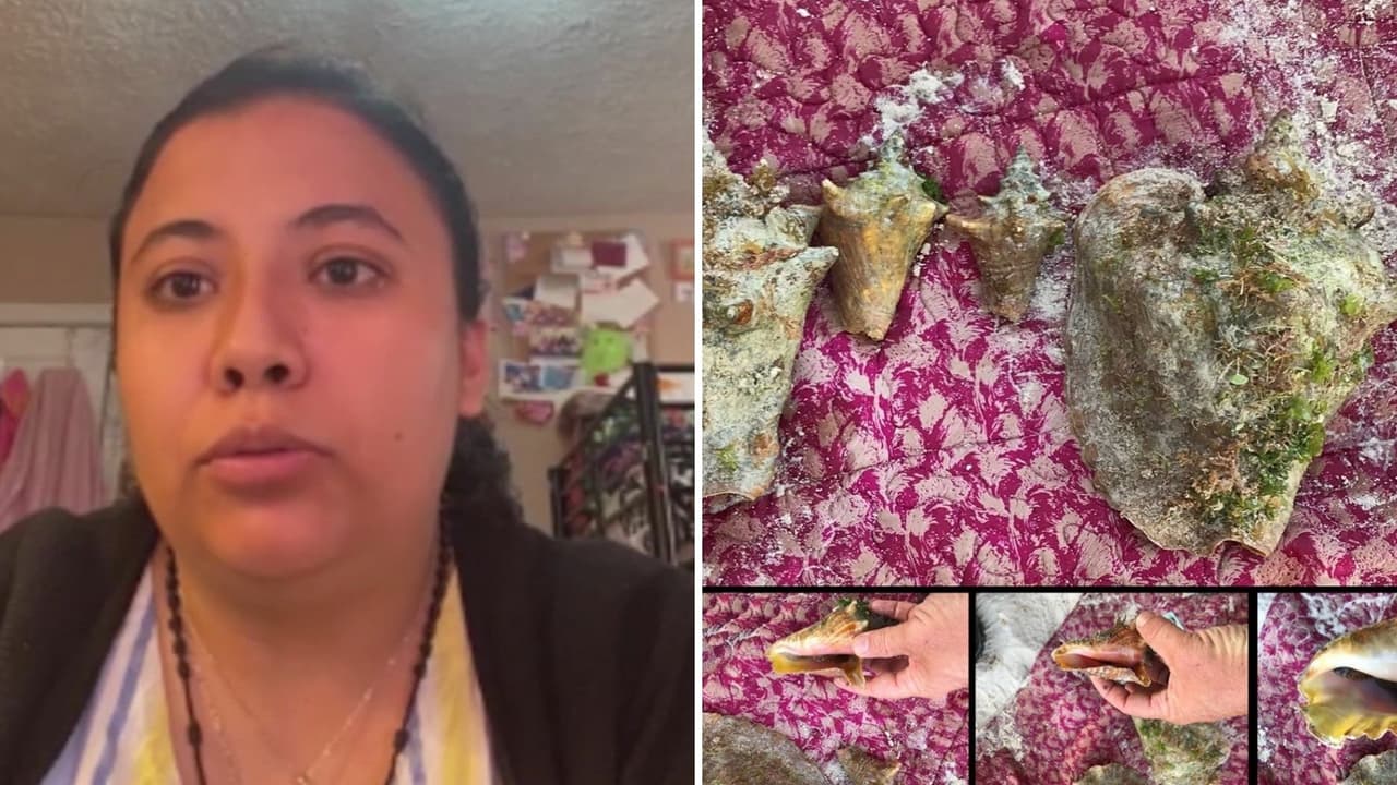 “No maté a nadie”: Una ‘dreamer’ en peligro de perder DACA tras recoger caracoles en una playa de Florida