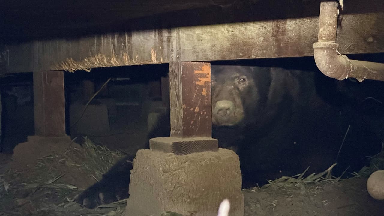 Un residente de Altadena se llevó una sorpresa al volver a su hogar luego del incendio Eaton: en el sótano de su casa habitaba un enorme oso.