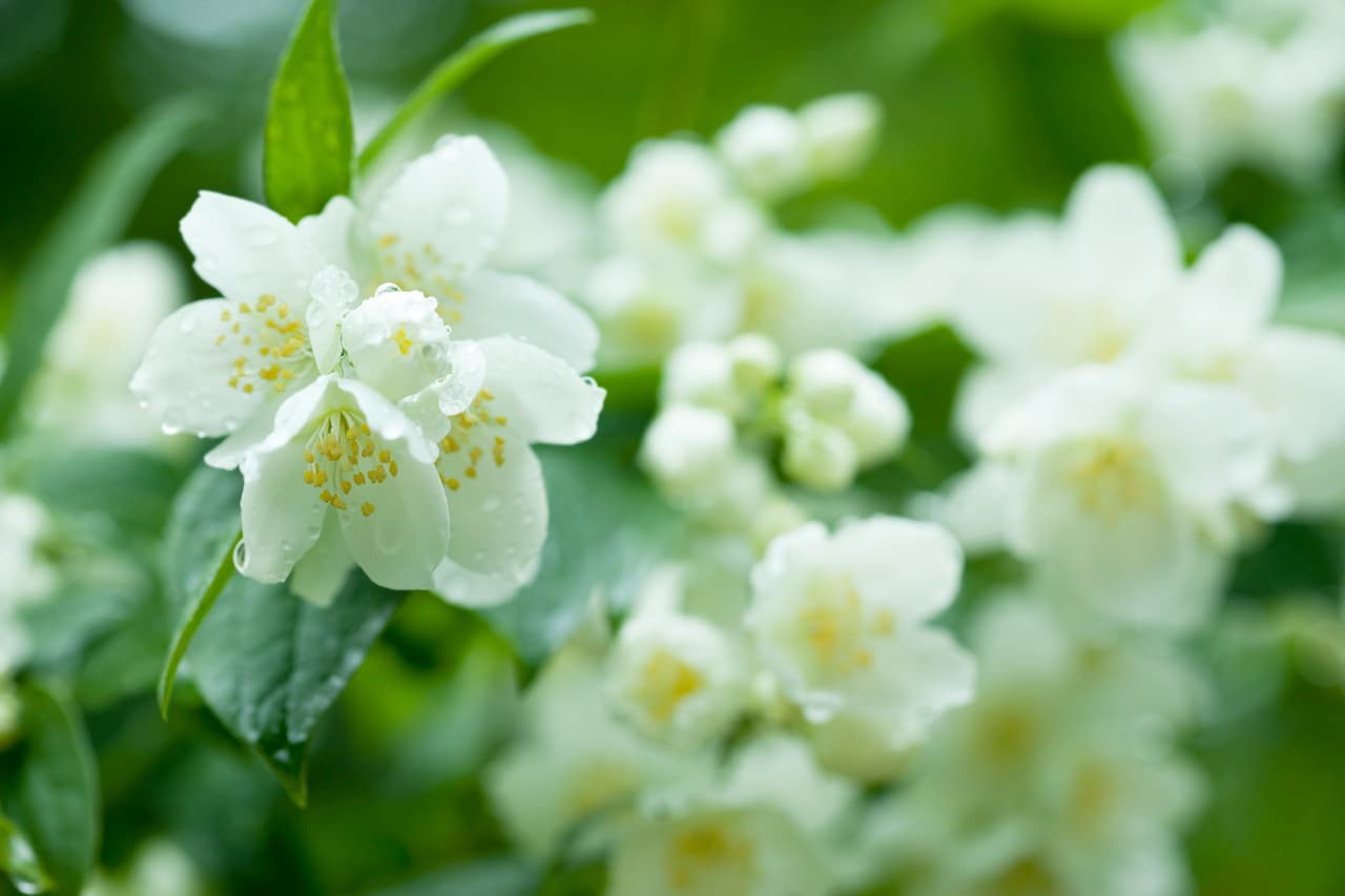‘Ranunculus, Sweet pea y jasmine’. “Otras de nuestras flores favoritas que no son típicas, pero que consideramos hermosas para el invierno”, agregó la experta.