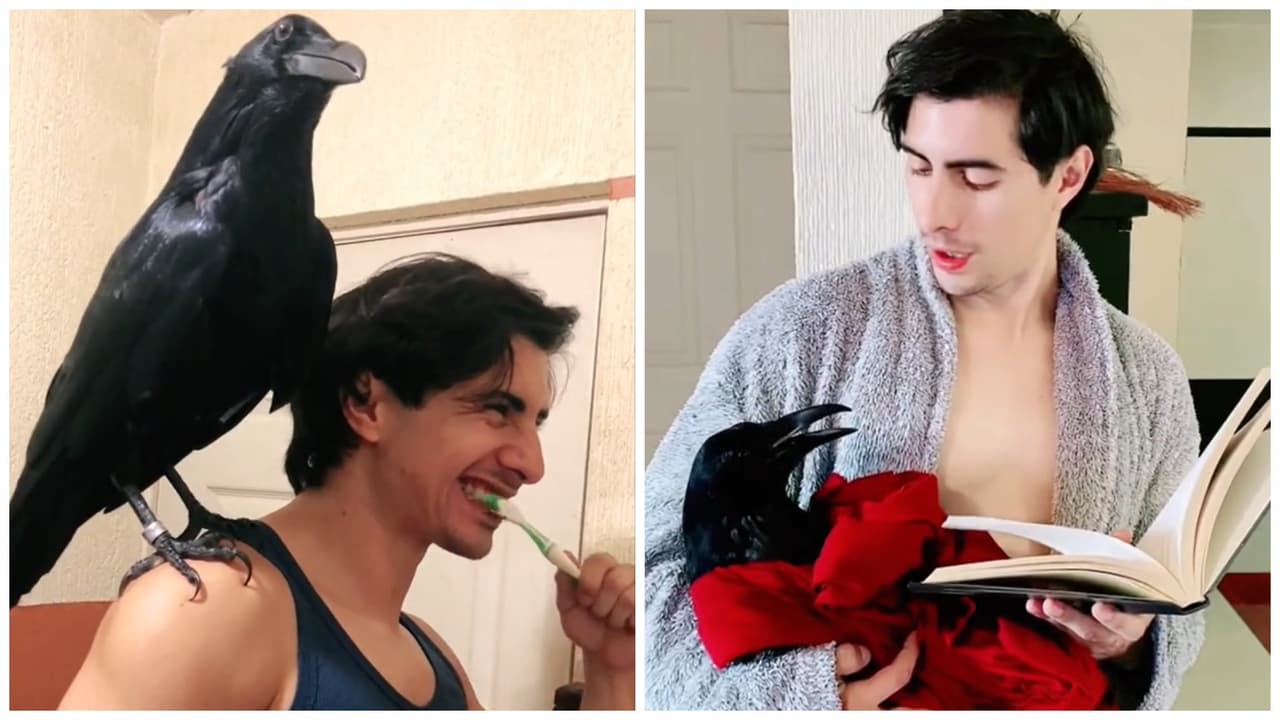 Joven presume que tiene enorme cuervo como mascota y aterra a internautas: "Te sacará los ojos"