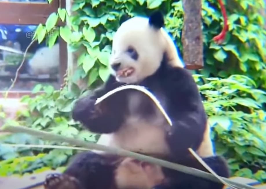 Panda aprendió a enseñar los dientes al cortar bambú gracias a su cuidador