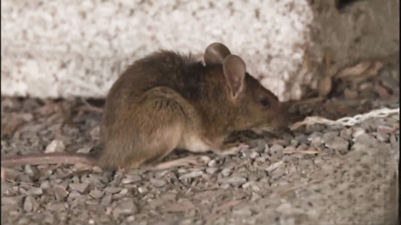 “Ya van apareciendo”, plaga de ratas en Filadelfia; así puede evitar que entren a su hogar