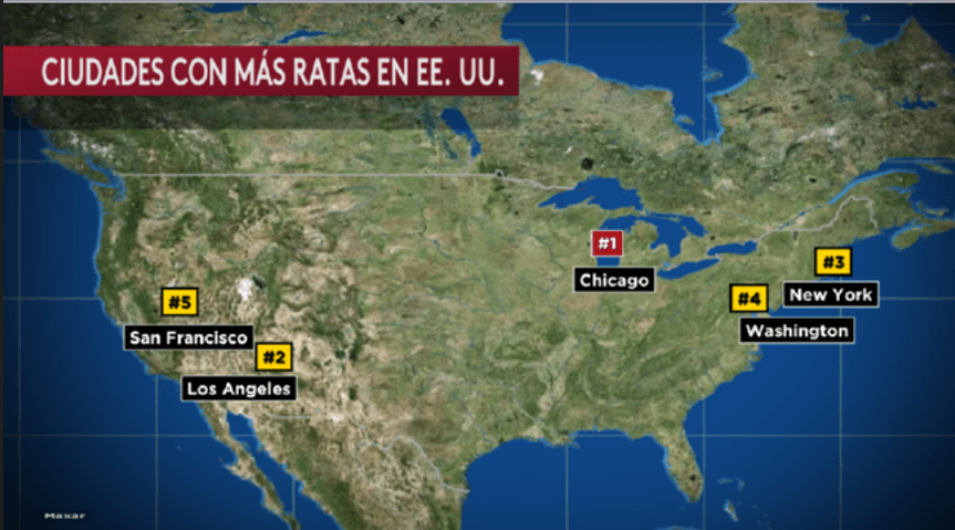 Nuevamente Chicago encabeza la lista de las ciudades con más ratas