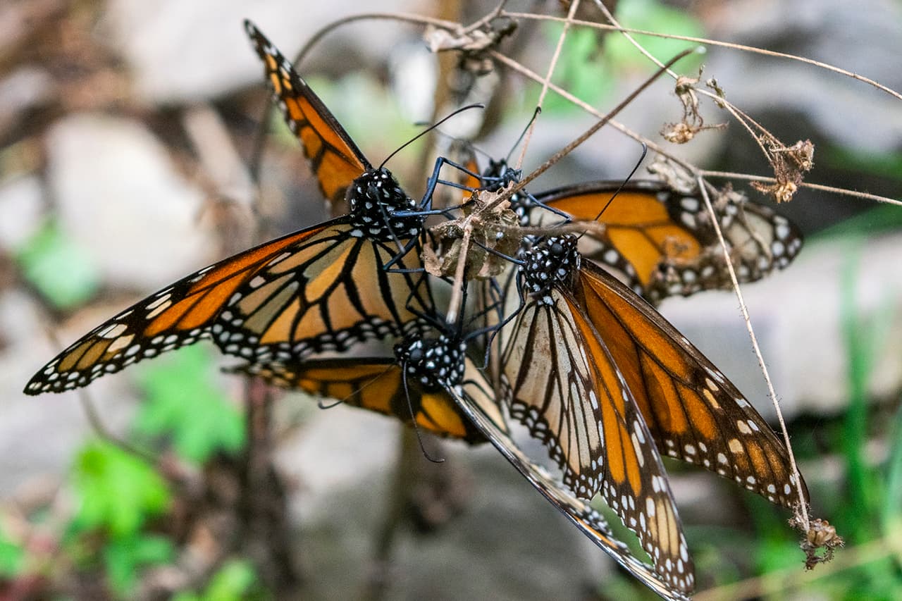 <b>"La grave sequía que estamos sufriendo está teniendo efectos"</b>, señala Gloria Tavera, directora regional de la Comisión Mexicana de Áreas Nacionales Protegidas. "Todos los bosques de la reserva están bajo estrés hídrico, los bosques están secos". "Las mariposas están buscando agua en las laderas más bajas, cerca de las casas", señaló.