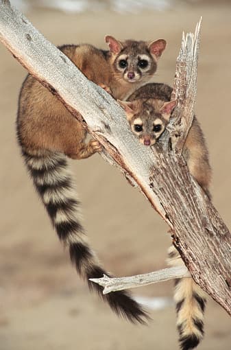 Estos animales son casi totalmente nocturnos y pasan la mayor parte del día durmiendo en sus guaridas. Salen por la noche para alimentarse y comen una variedad de alimentos entre los que se encuentran: aves, roedores, carroña, reptiles y anfibios, e insectos como saltamontes y grillos, aunque también comen frutas y bayas nativas.
