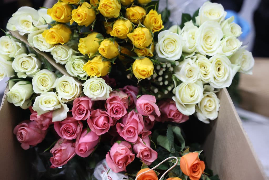 A pesar de todas las variedades de flores, las rosas son las más solicitadas para celebrar el Día de San Valentín. No se ahorre en gastos y celebre el día con la persona especial de su vida.