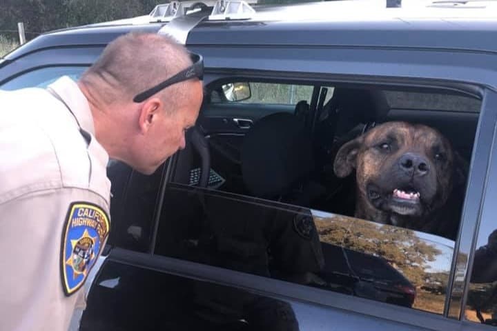La Patrulla de Caminos busca a la persona que abandonó un perro en la autopista 50