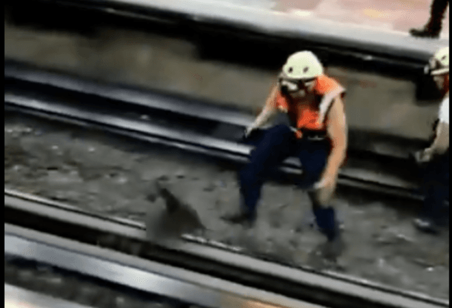 😂  Así fue cómo una gallina suelta en las vías detuvo el metro de la Ciudad de México