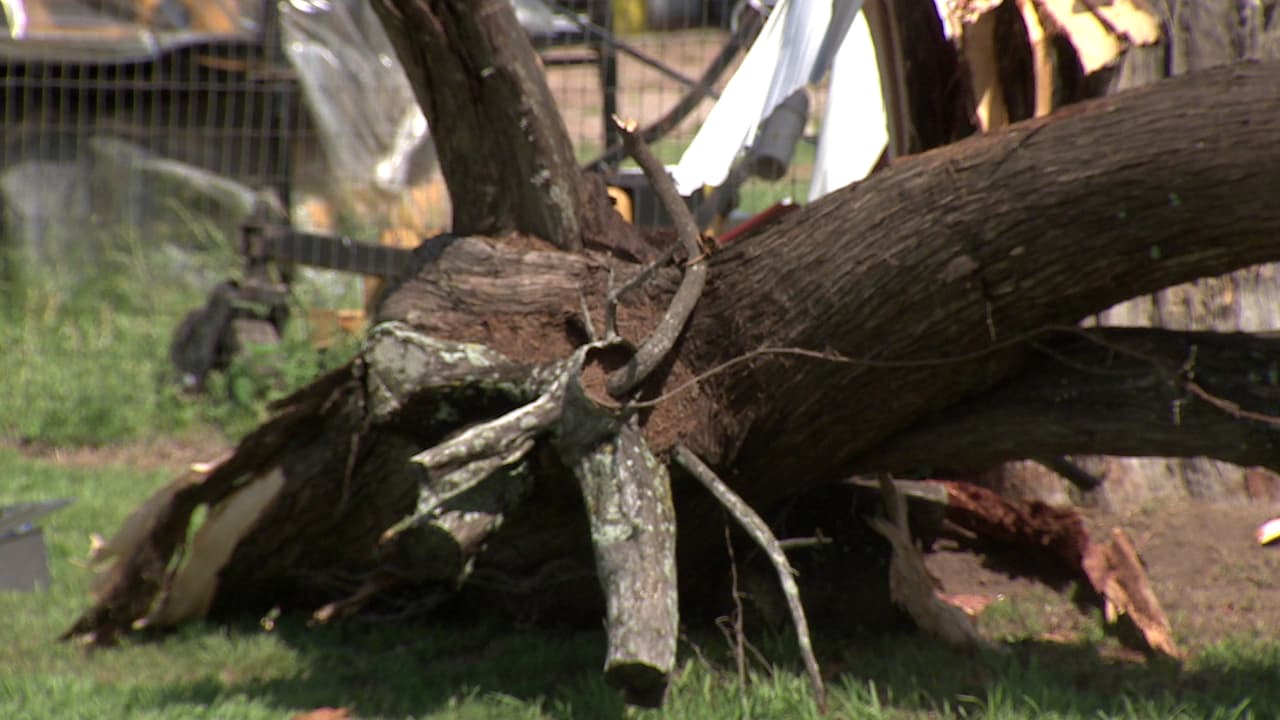 Así quedaron decenas de árboles tras la tormenta de esta semana en Willis, Texas. Muchos de los residentes perdieron todo, pero agradecen estar vivos.