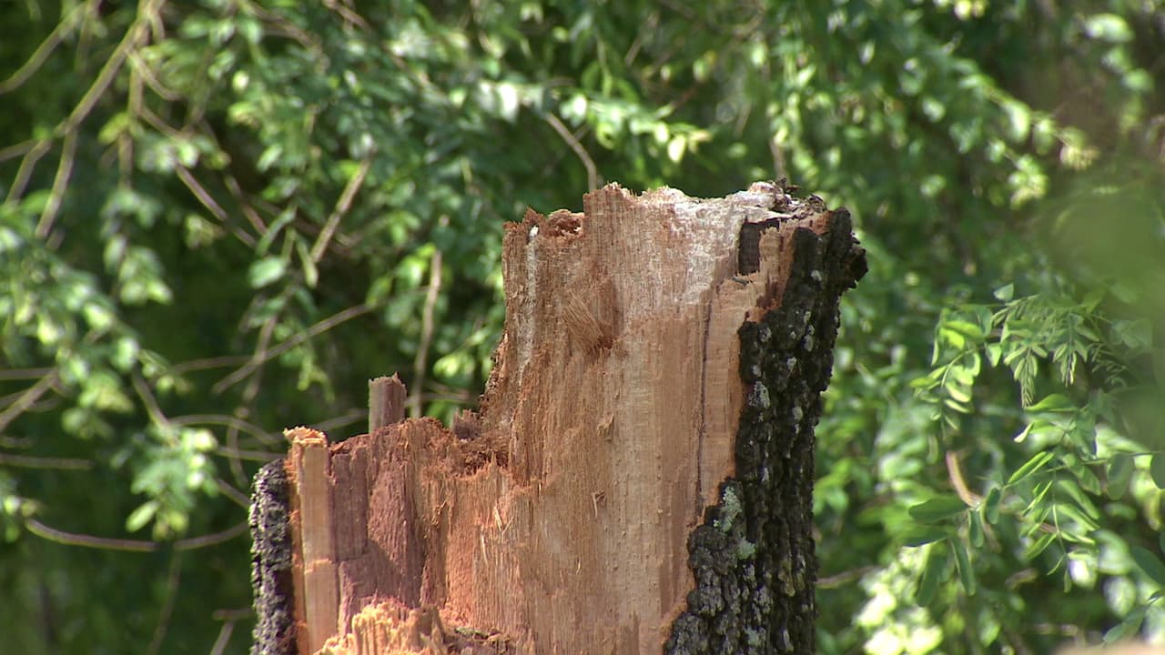 Las fuertes ráfagas de viento que azotaron el poblado de Willis, Texas hicieron que varios árboles se rompieran y cayeran sobre viviendas. Tome medidas preventivas si vive en casas rodeadas de árboles, pues se espera que las tormentas que se avecinan vengan acompañadas de fuertes vientos.