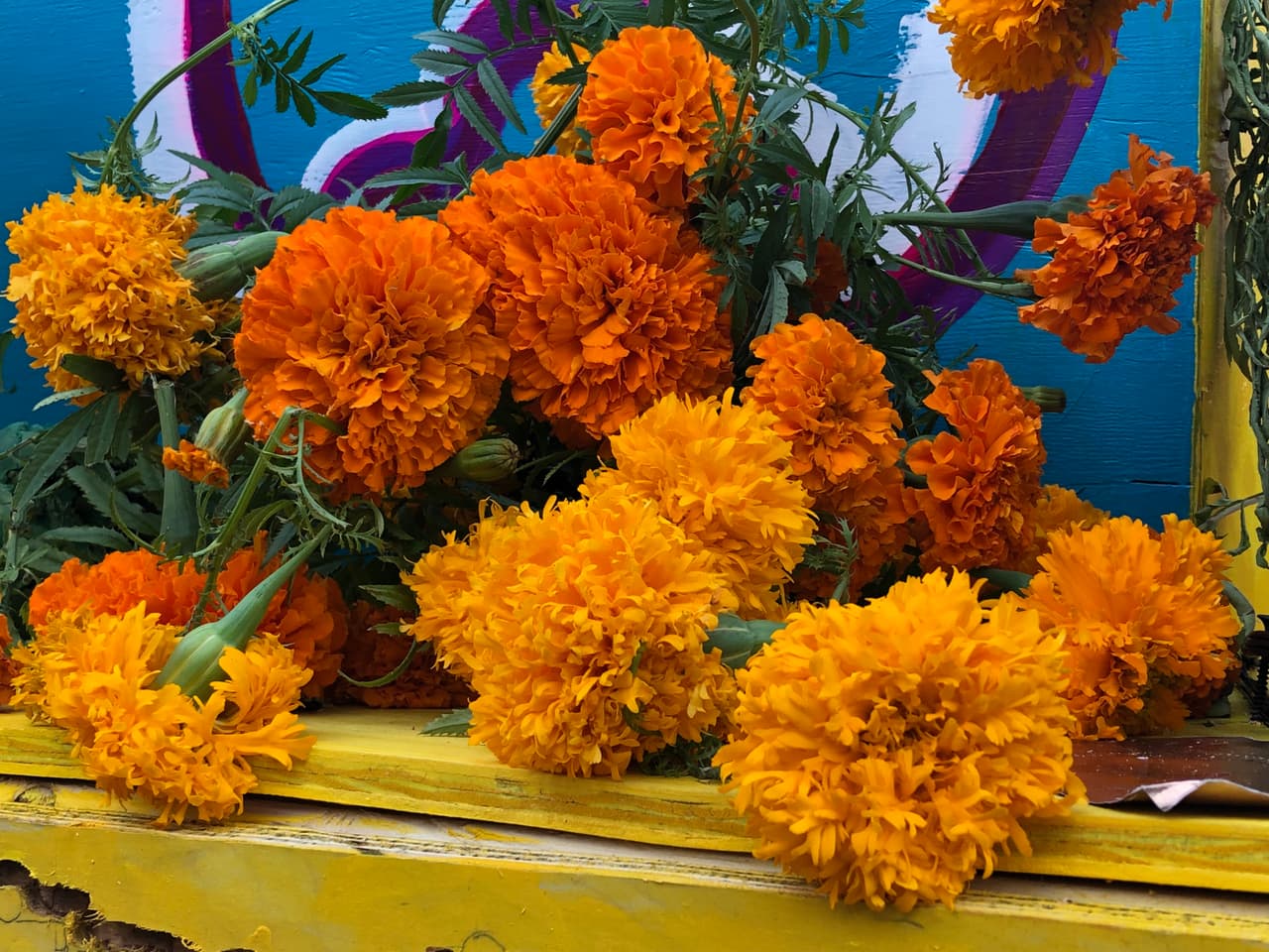 La flor de cempasúchil es una flor de particular exuberancia, con colores que van del amarillo al naranja. Es muy apreciada en jardinería, por sus cualidades ornamentales y aromáticas.
<br>
<br>En México, esta flor tiene un valor simbólico muy importante, pues se dice que en el Día de Muertos es la responsable de guiar a los difuntos hasta los altares que sus familiares erigieron para ellos.
<br>