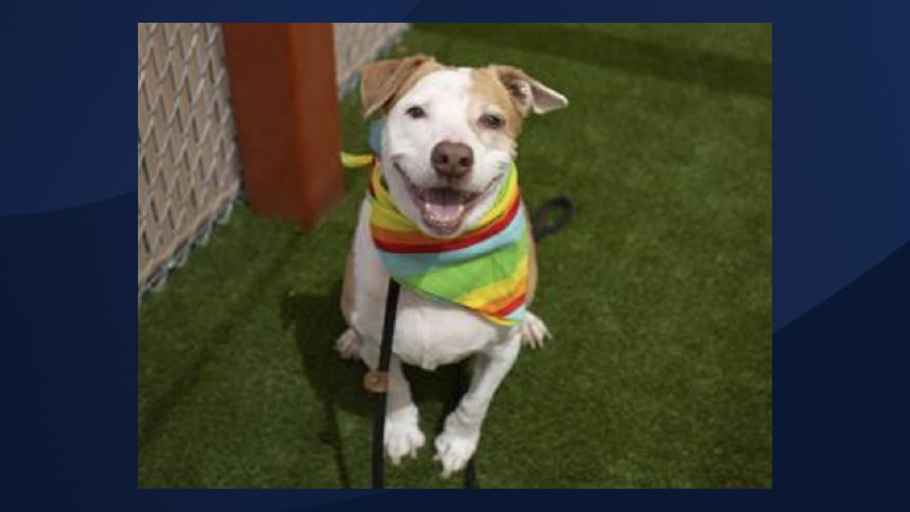 Nombre: PIERRE 
<br>Se estima que tendrá unos 9 años. Para obtener más información sobre este pequeño, 
<a href="https://apps.pets.maricopa.gov/adoptablepets/DetailPage.aspx?RecordLocator=A4570464" target="_blank">haga clic aquí.</a>
<br>