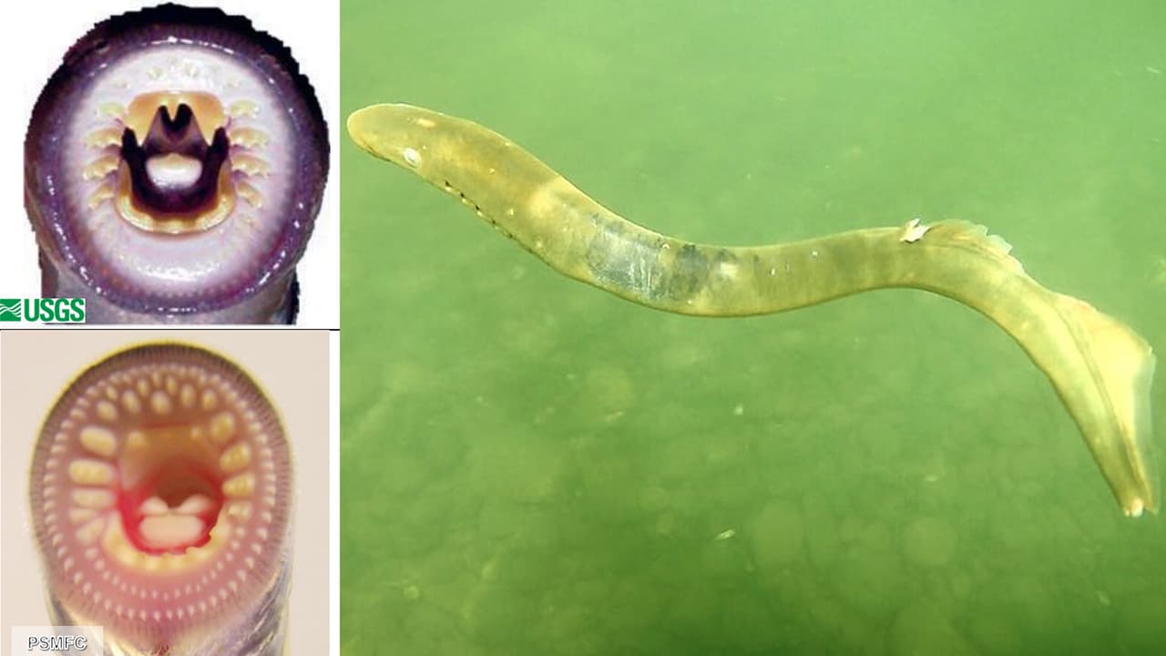 Avistan un "pez vampiro" en un río del norte de California