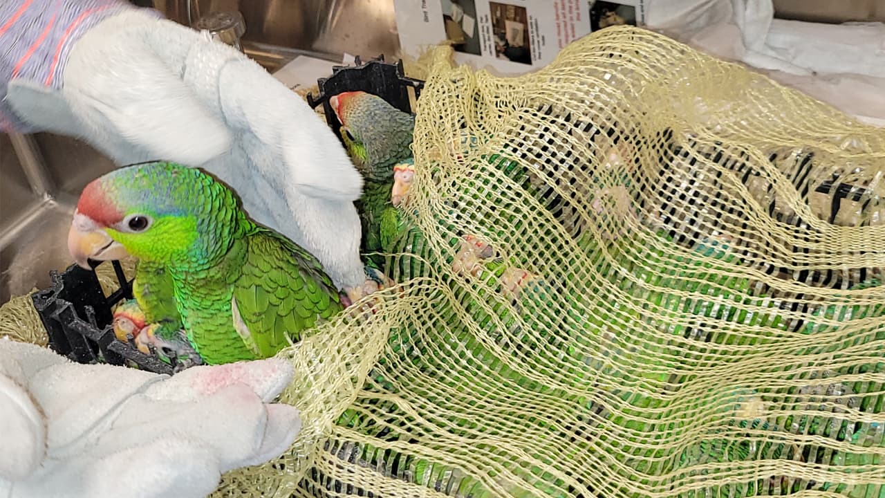 Los loros fueron escondidos en una caja debajo de un asiento del vehículo.