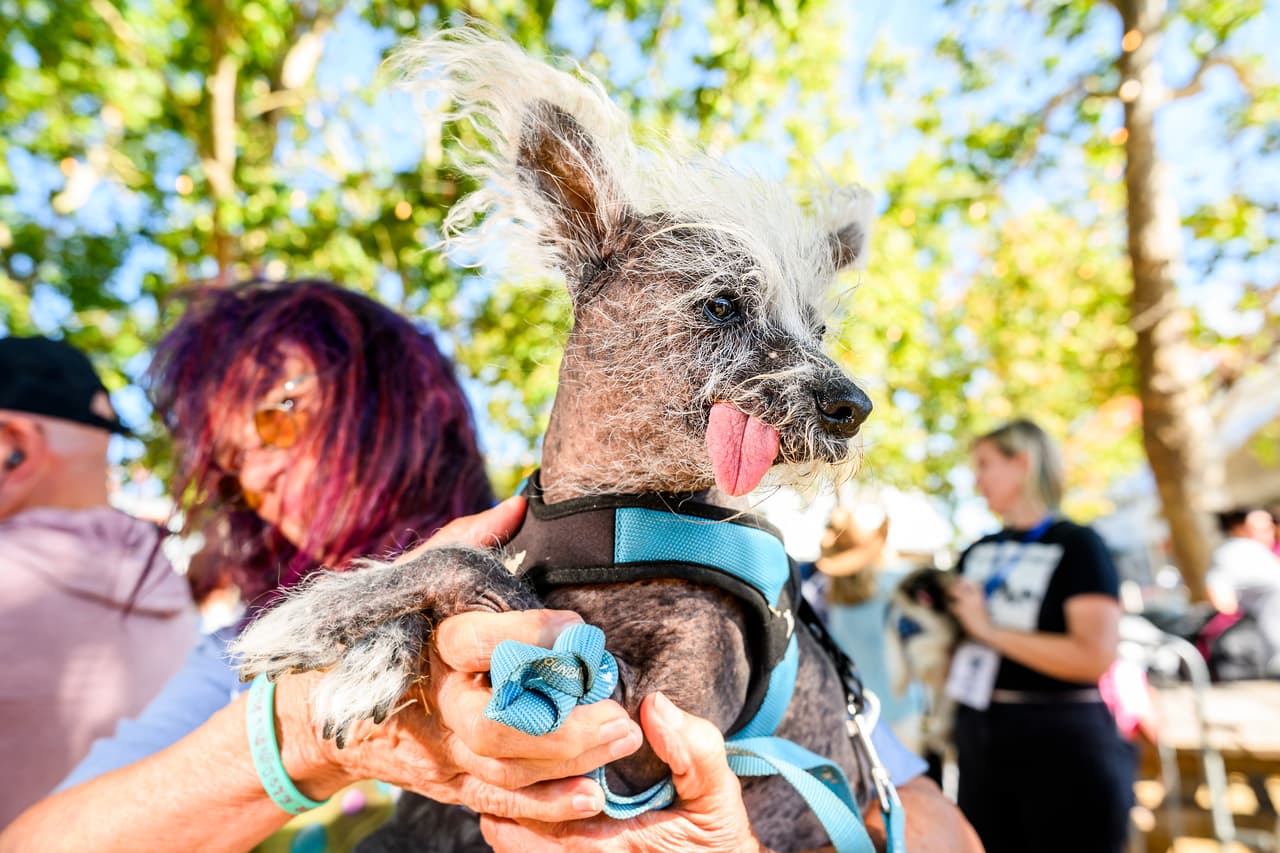 Scooter, sostenido por su dueña Linda Elmquist, se prepara para competir en el concurso del perro más feo del mundo.