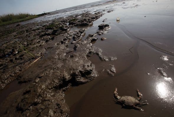 British Petroleum acordó pagar "la multa penal más grande de la historia estadounidense", que ascendería a $4.5 mil millones, como resultado del derrame de petróleo ocurrido en 2010 en el Golfo de México, informaron medios este jueves. Ver toda la información