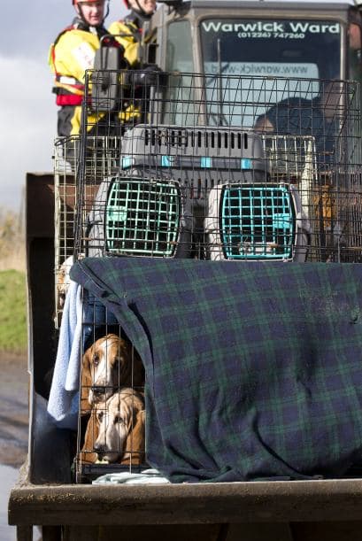 Devon y Somerset Incendios y servicios de rescate evacuan 16 perros Basset Hound y un número similar de gatos cerca de las aguas de inundación en una excavadora en Burrowbridge.