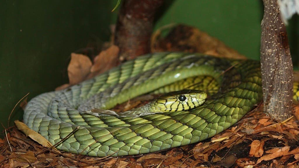 Este pueblo está aterrorizado por el escape de una extremadamente peligrosa serpiente 'green mamba' 