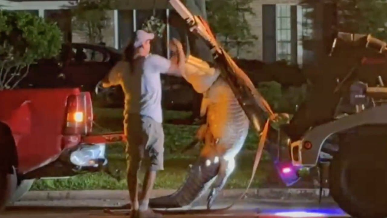 Hallan un caimán de 11 pies cerca de las calles calles Glenn Lakes Lane Masters Lane, al suroeste de Houston