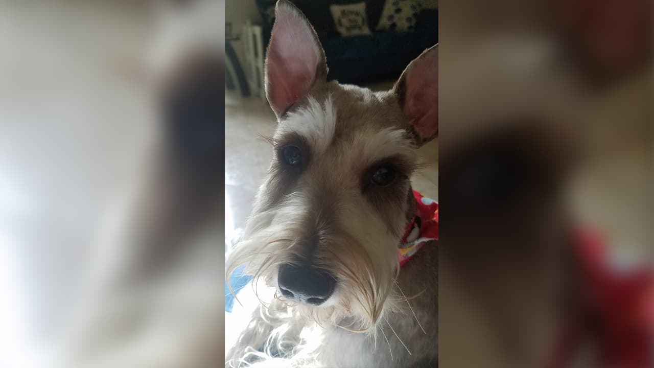 Bonnie😍 "Mi miniature schnauzer". Nelly Puebla