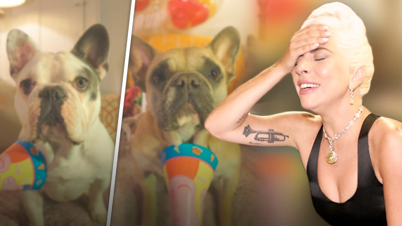 Lady Gaga está "devastada": Gustav y Koji son "sus bebés" y el paseador de perros tiroteado es su amigo