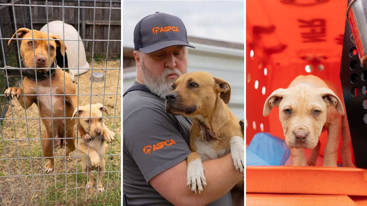 Rescatan más de 200 perros en operativo contra presuntas peleas clandestinas en Dallas