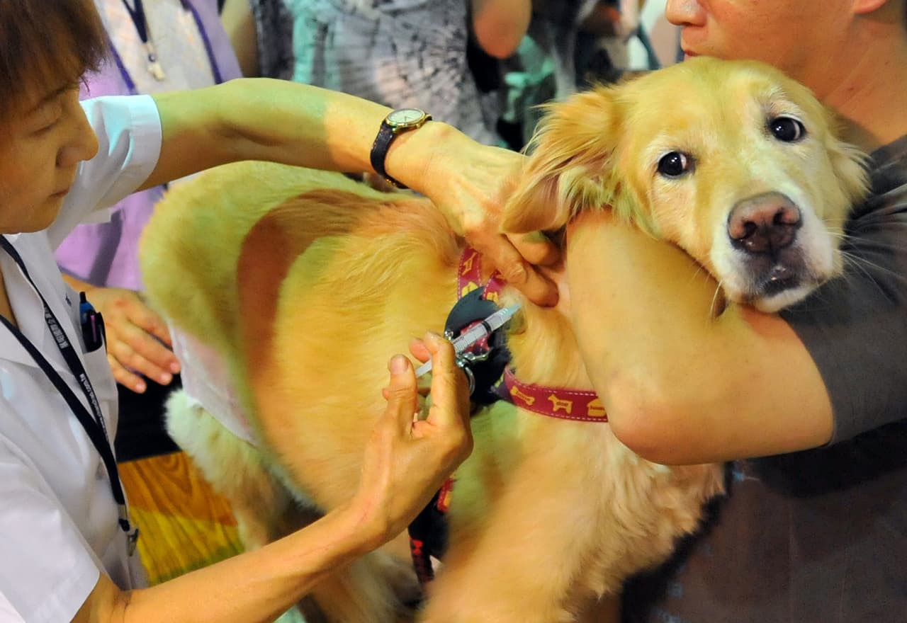 ¿Qué hacer ante la llegada del "altamente contagioso" virus de la gripe canina a Florida?