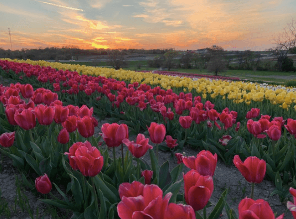 Los asistentes pueden disfrutar de música en vivo, vendedores locales, carpas de patrocinadores y camiones de comida. 
<br>