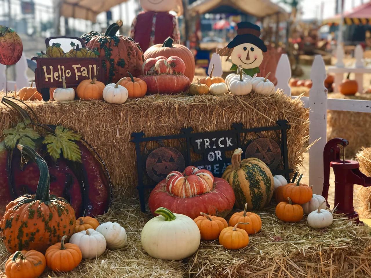 <b><a href="https://shawnspumpkinpatch.com/" target="_blank">Shawn’s Pumpkin Patch </a></b>
<br>Abierto desde el 8 al 31 de octubre. Con atracciones como una gigantesca casa de calabaza, paseos en tren y poni y hasta un mini zoológico de mascotas. La entrada es libre, pero se cobran por las actividades.
<br>Dirección: 3443 S. Sepulveda Blvd., Los Ángeles.