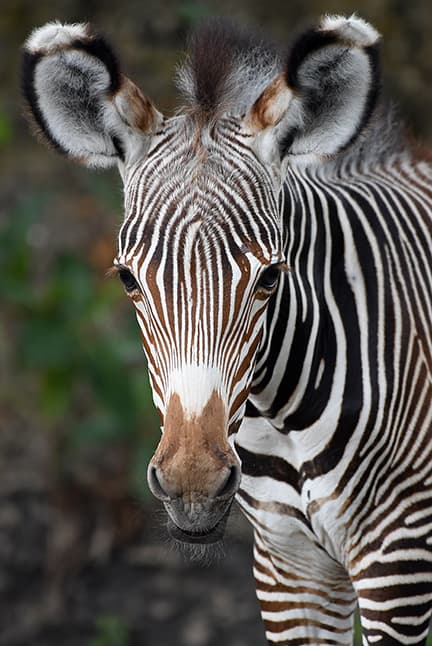 El periodo de gestación fue de 13 meses y pesó 102 libras.