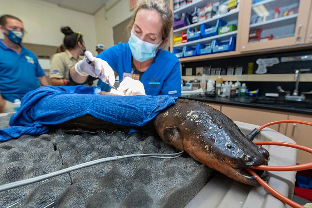 El Zoológico de Miami informó sobre la cirugía llevada a cabo a “Tesla”, una anguila eléctrica de 17 años y originaria del Perú.