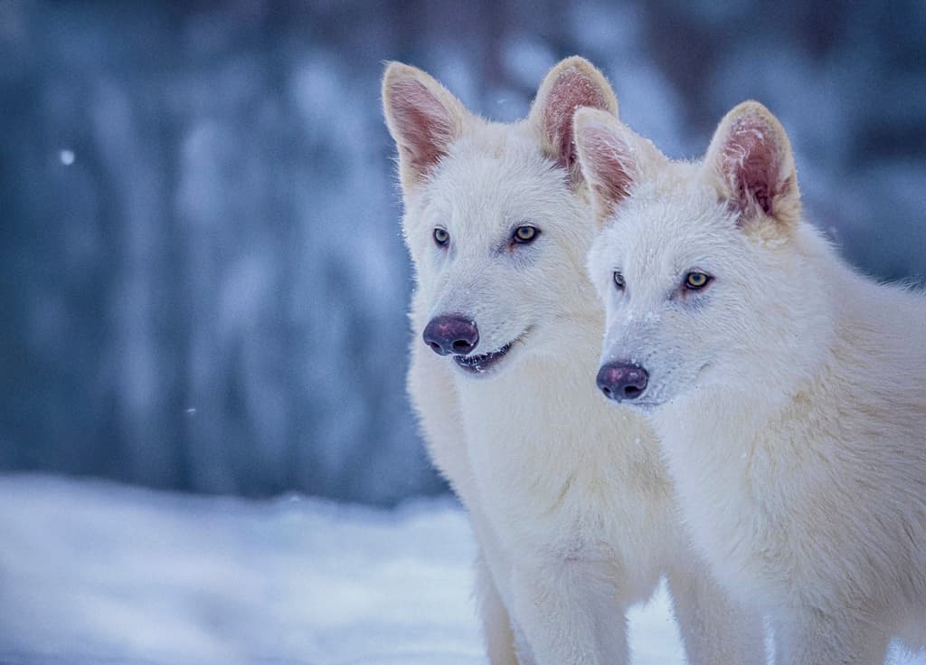 La "resurrección" del lobo gigante extinto hace más de 10,000 años desata varias controversias