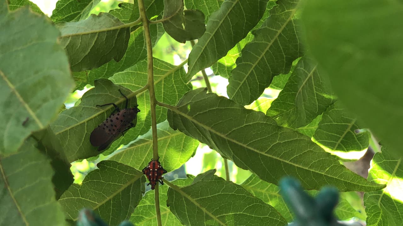 Estos condados en Nueva Jersey están en cuarentena por la mosca linterna manchada

