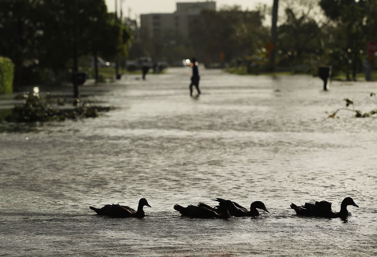 Los patos, que habitualmente nadan en estanques y lagos, esta vez lo hacen en las calles inundadas de Naples (costa oeste).