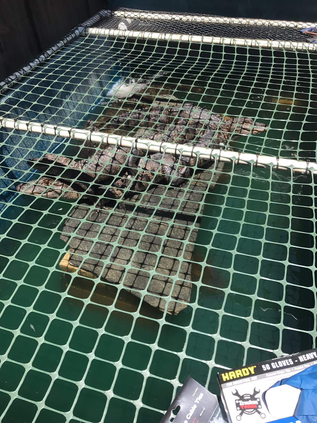 A su llegada se confirmó la sospecha: decenas de especies consideradas de riesgo para la interacción humana y por ende, altamente reguladas, estaban almacenadas en esta propiedad privada.