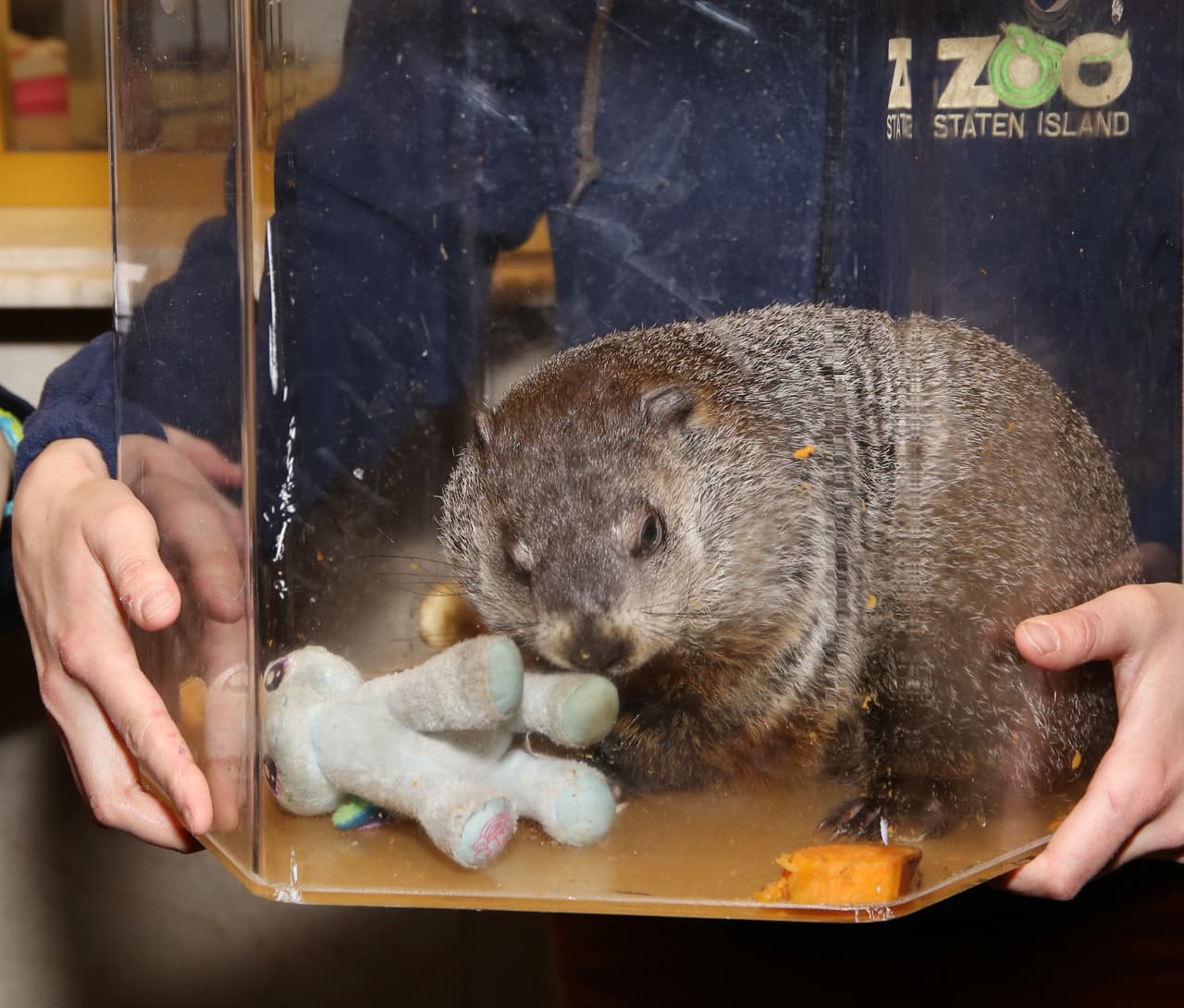 La primavera vendrá temprano según la predicción de la marmota de Nueva York