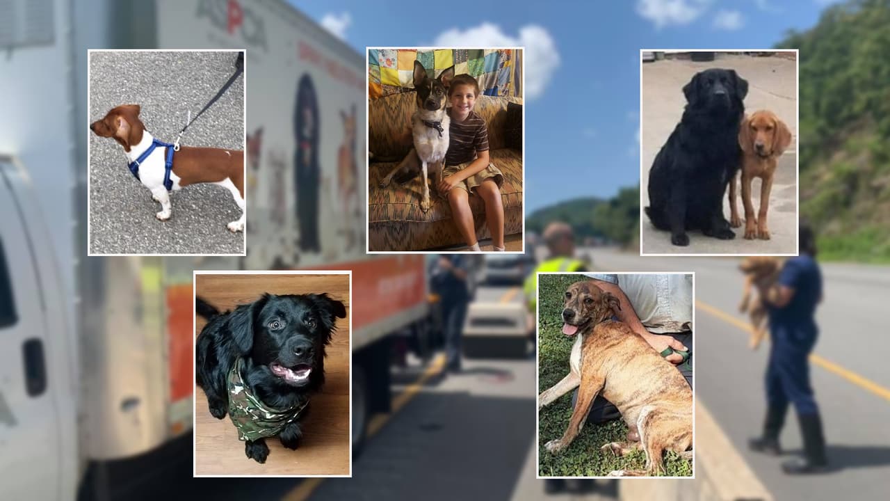 Choca camión que transportada a perros y gatos al oeste de NC: estas mascotas siguen desaparecidas