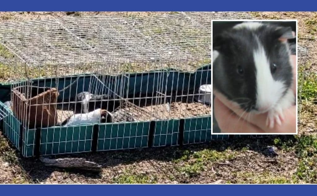 Abandonan una jaula con cinco conejillos de indias; uno de ellos murió