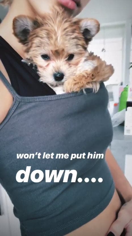 Todo parece indicar que la raza de Oscar es
<b>Yorkie Maltés</b>, según
<a href="https://www.tmz.com/2018/12/22/justin-hailey-bieber-oscar-puppy-cute-adorable-christmas-baby/">TMZ</a>.