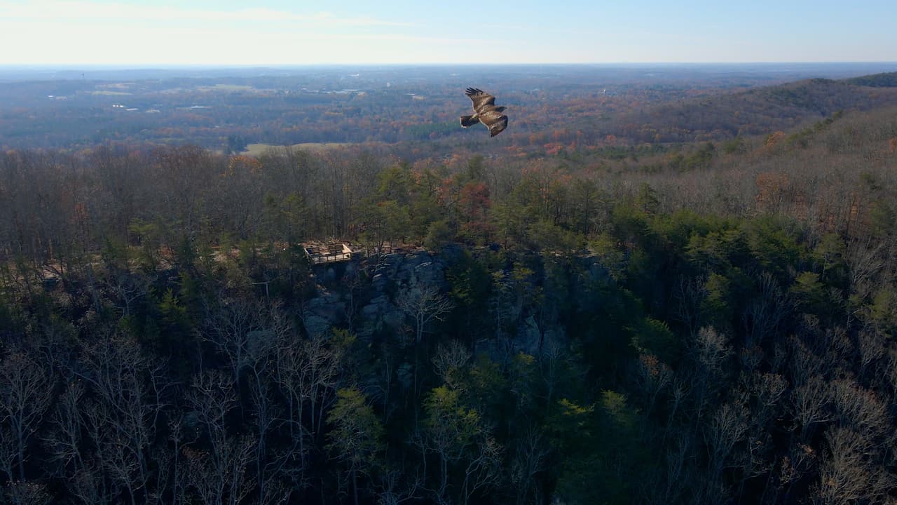 Con suerte y paciencia, también podrías apreciar la fauna local.