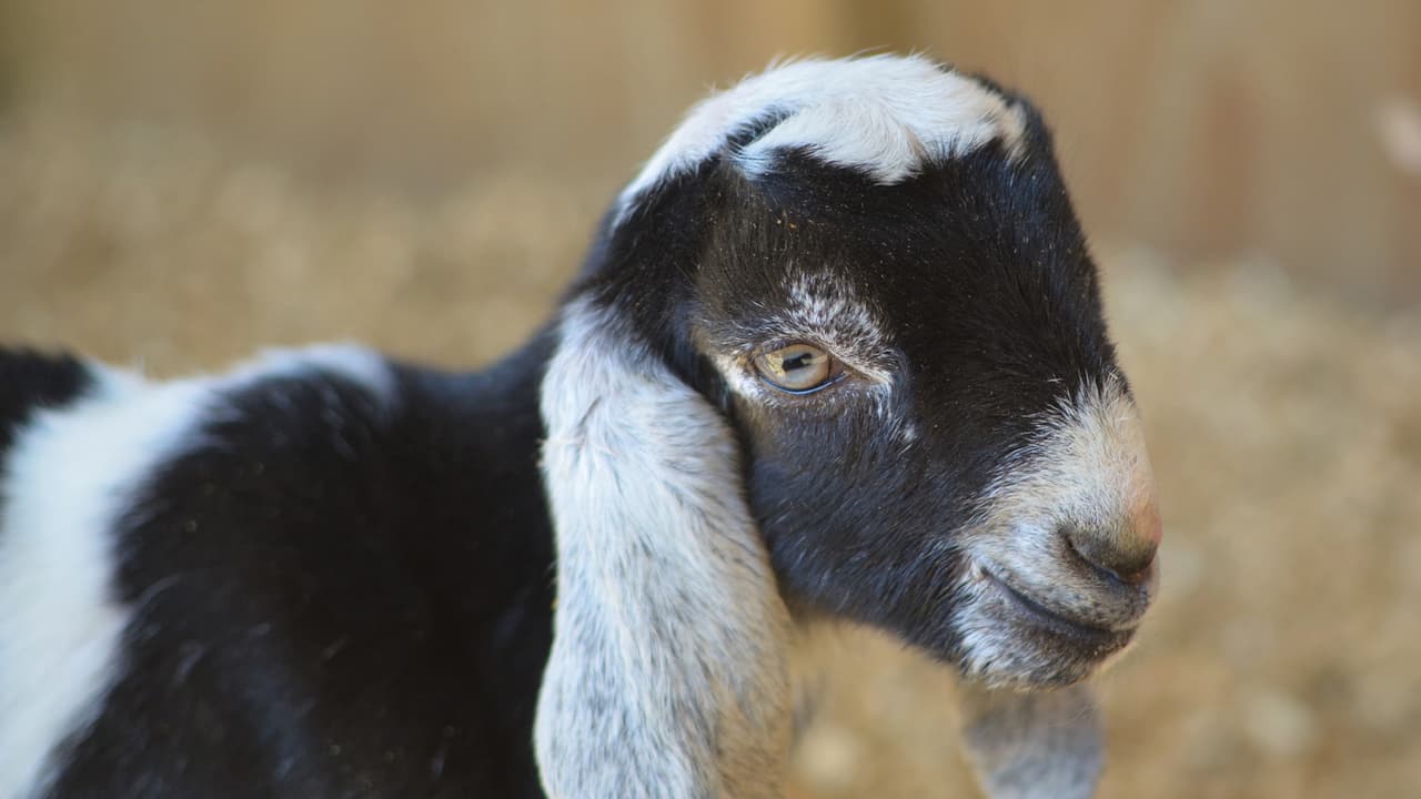 El concurso para elegirles nombre se lleva a cabo a través de la 
<b><a href="https://www.facebook.com/houstonspca/photos/a.385270581327/10158581127261328" target="_blank">página de Facebook</a></b> de la Sociedad Protectora de Animales de Houston.